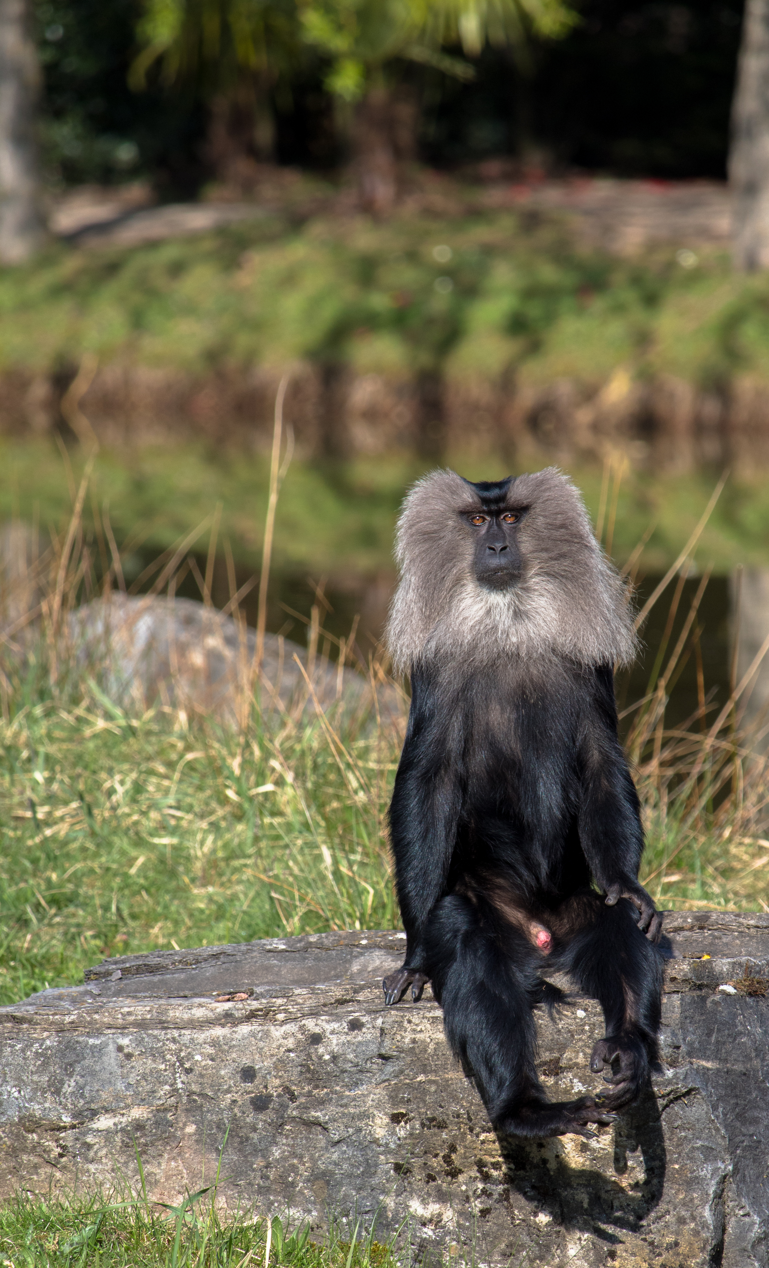 Macaque à queue de lion-01.jpg